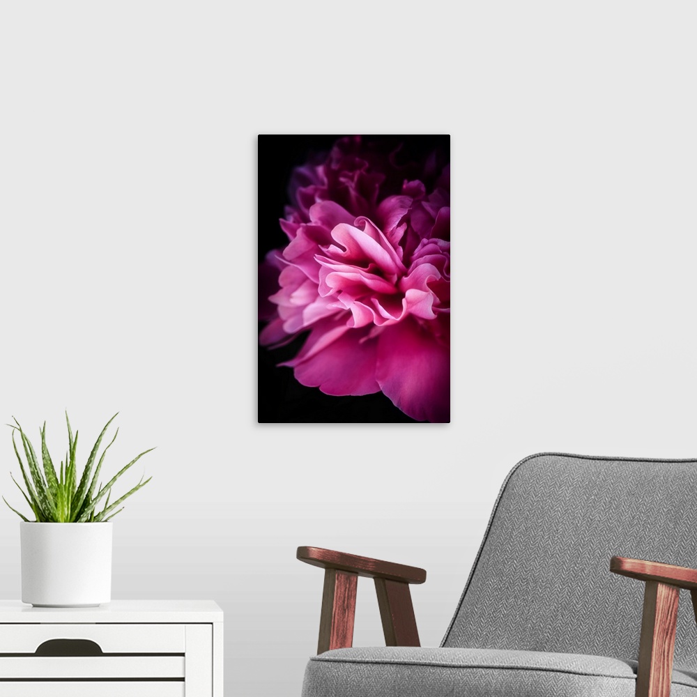 A modern room featuring Peony petals close up on black background