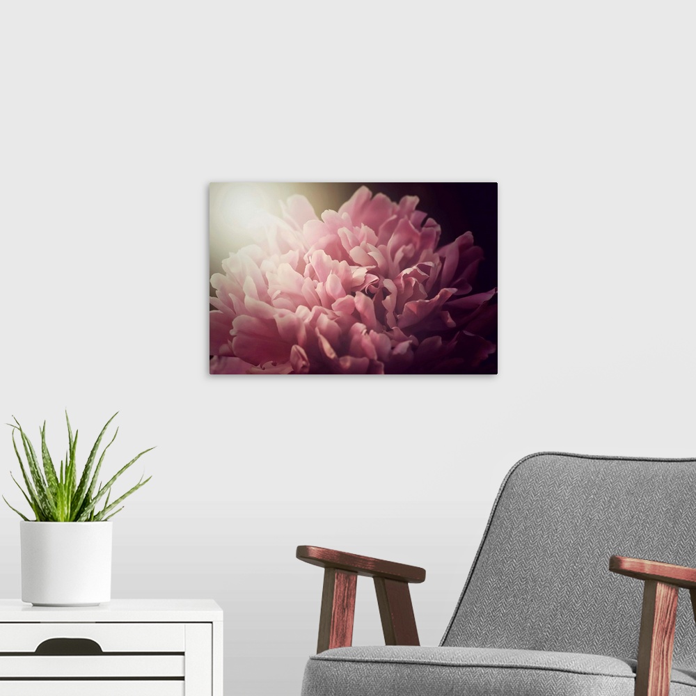 A modern room featuring Photograph of an extreme close-up of a pink flower.