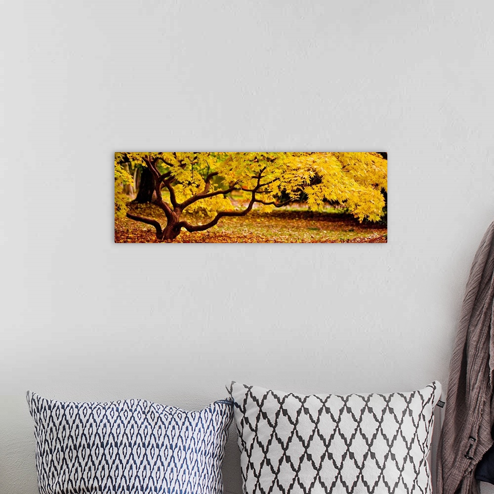 A bohemian room featuring Panoramic photograph of a short tree with twisting branches, covered in golden fall leaves.