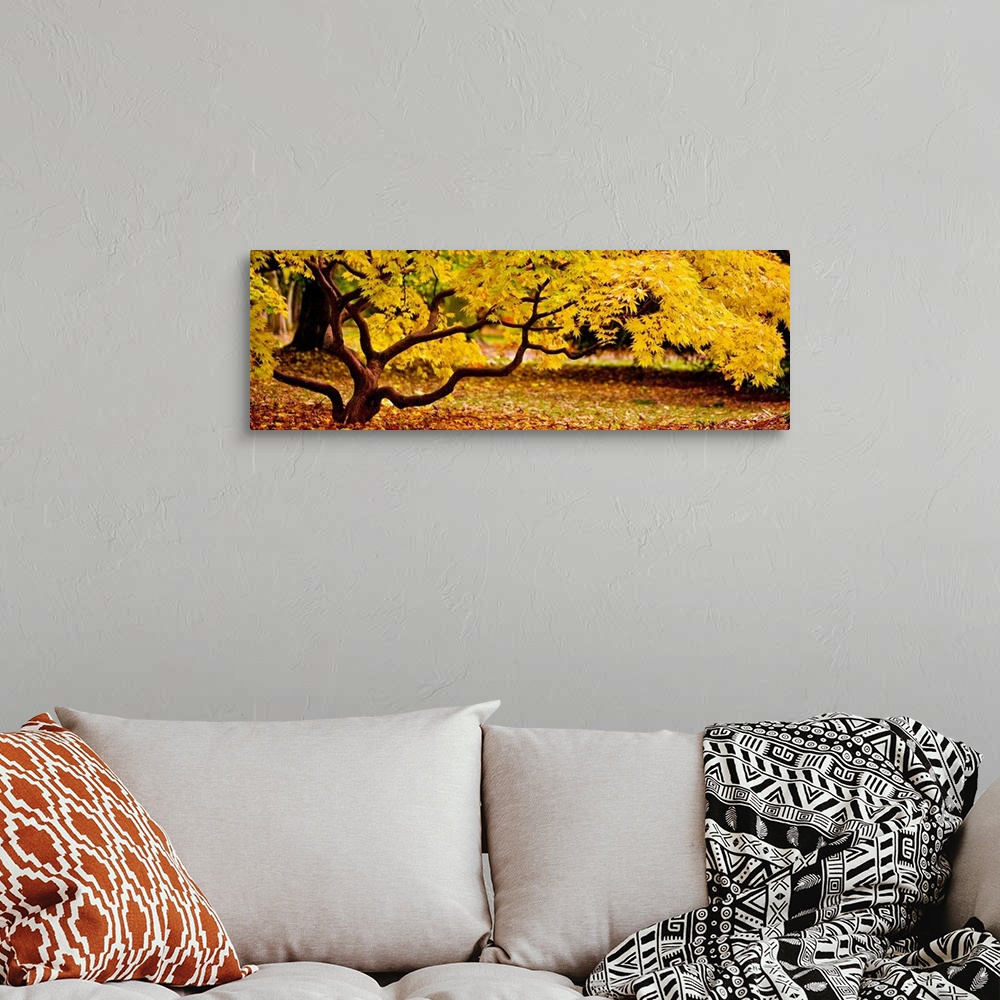 A bohemian room featuring Panoramic photograph of a short tree with twisting branches, covered in golden fall leaves.