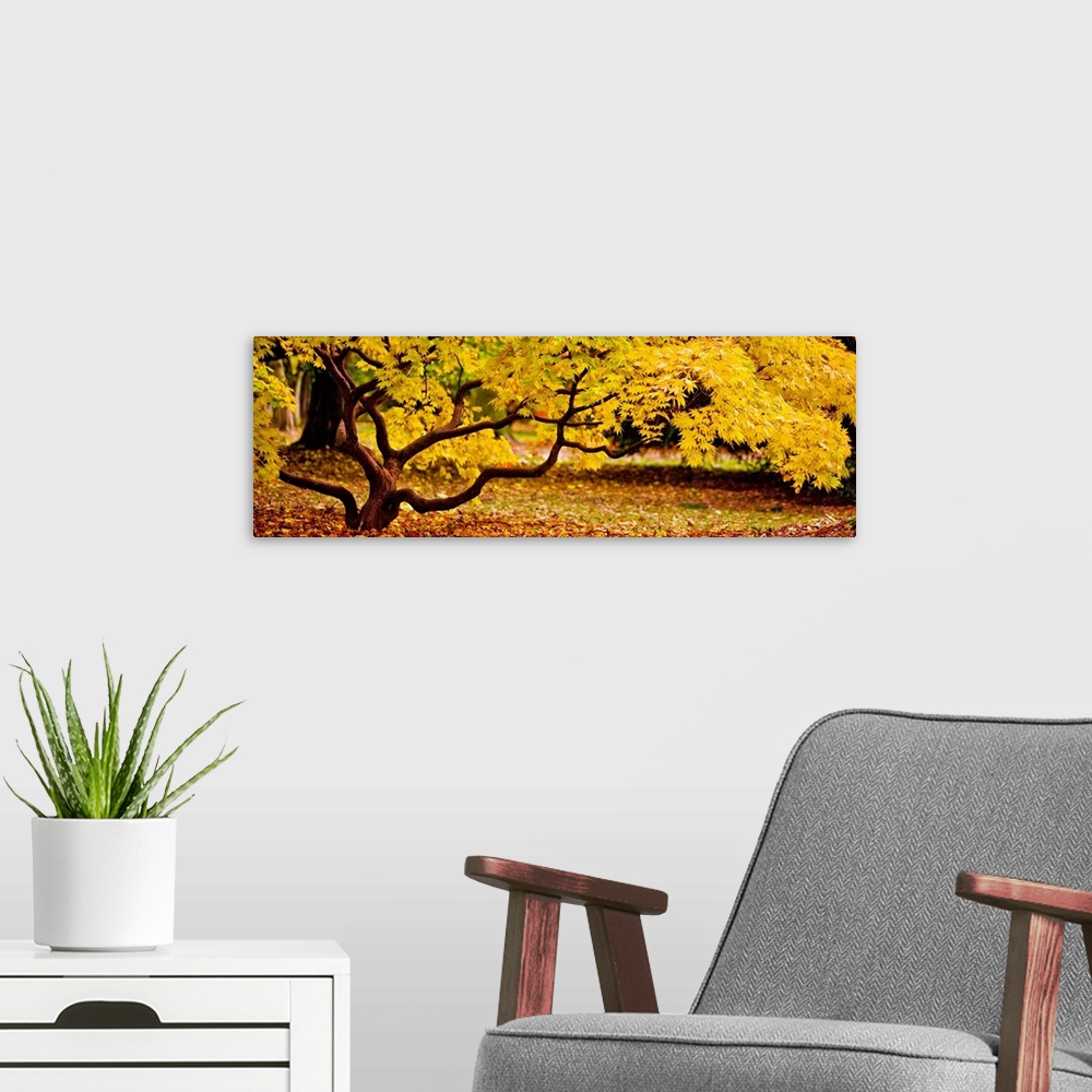 A modern room featuring Panoramic photograph of a short tree with twisting branches, covered in golden fall leaves.