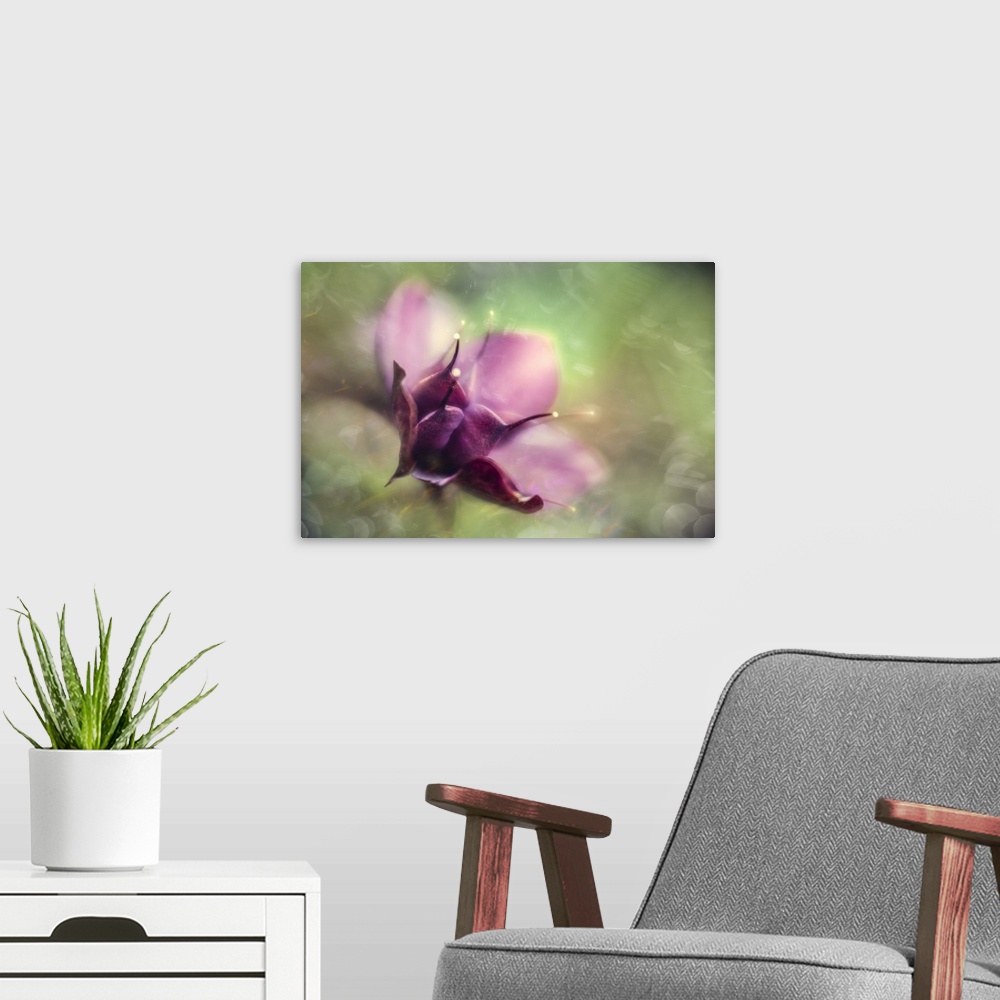 A modern room featuring Beautiful bokeh wrapped around a creative painterly Heleboros.