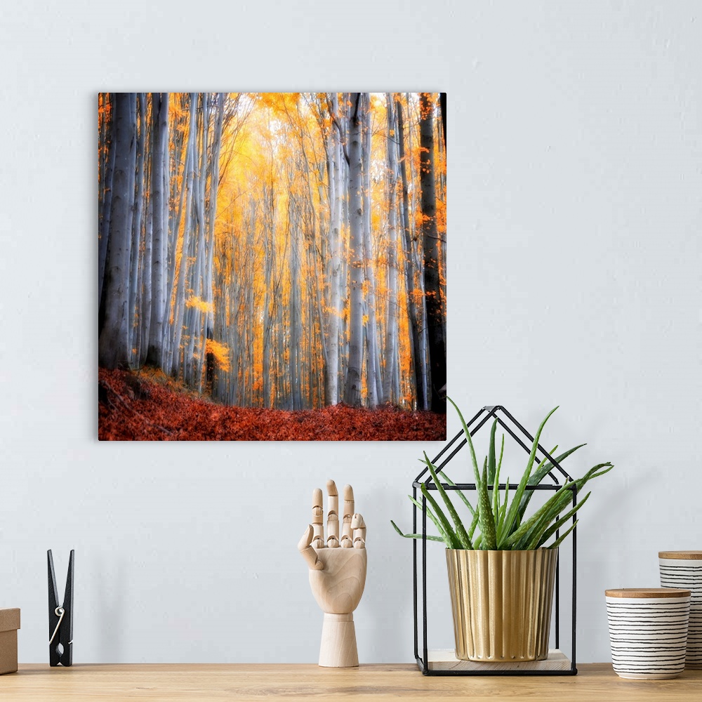 A bohemian room featuring Huge square photograph shows the sun shining through a dense forest filled with thin trees.  The ...