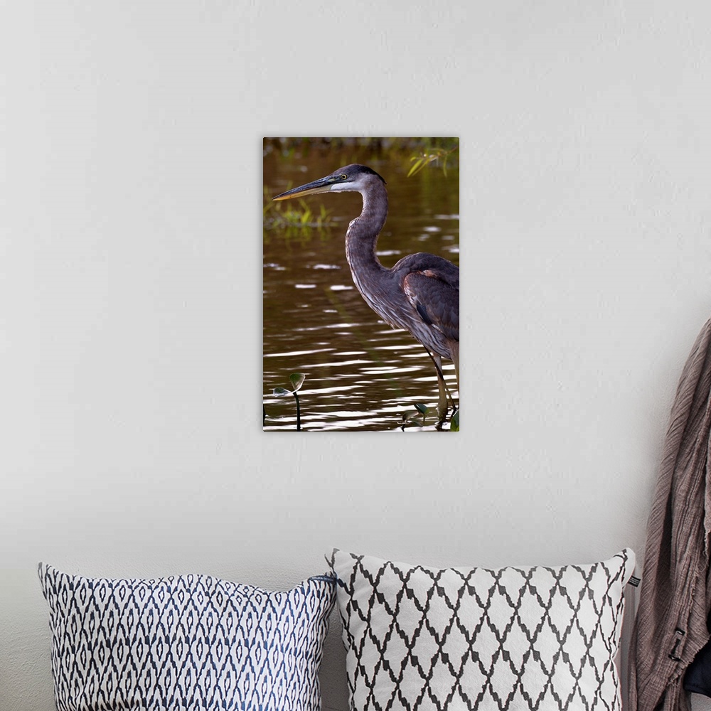 A bohemian room featuring A Great Blue Heron standing in shallow water.
