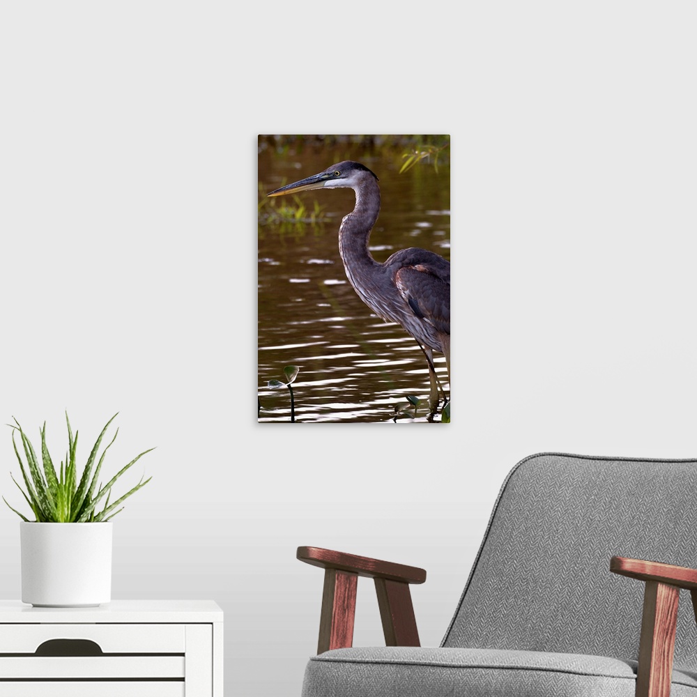 A modern room featuring A Great Blue Heron standing in shallow water.