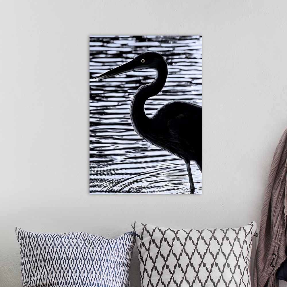 A bohemian room featuring Silhouette of a Great Blue Heron standing in rippling water, with bright eyes.