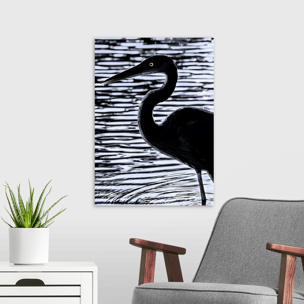 A modern room featuring Silhouette of a Great Blue Heron standing in rippling water, with bright eyes.