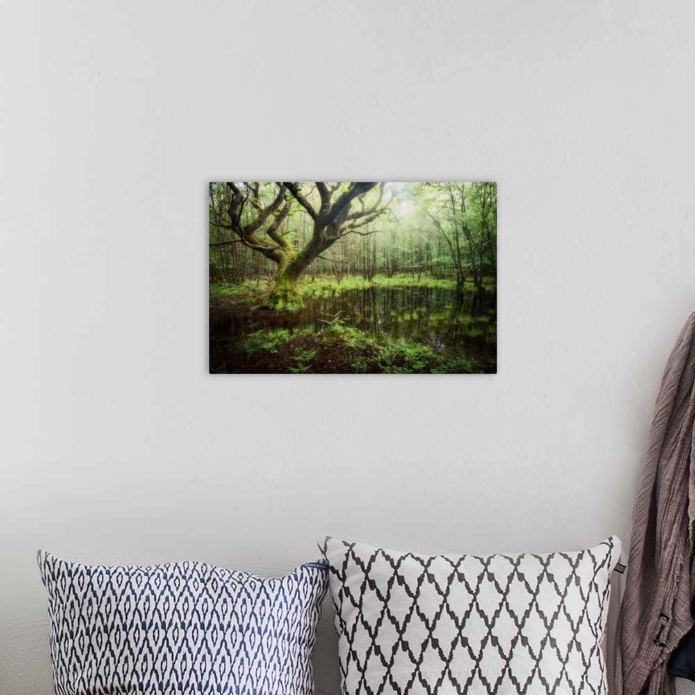 A bohemian room featuring Beech trees hanging over a swamp in a forest.