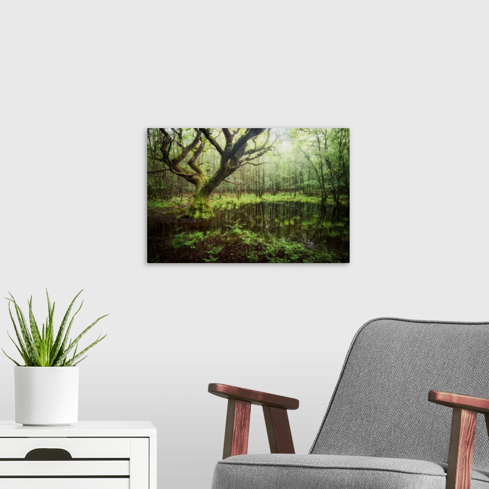 A modern room featuring Beech trees hanging over a swamp in a forest.