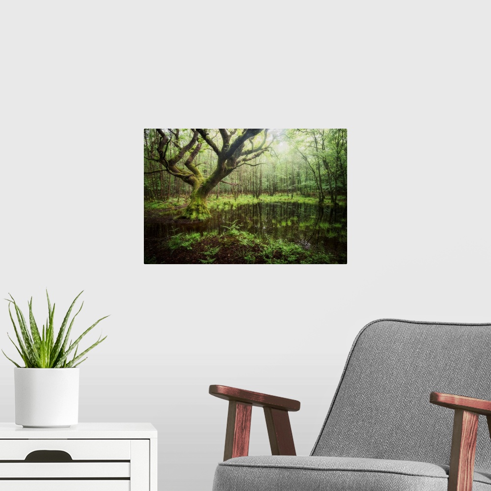 A modern room featuring Beech trees hanging over a swamp in a forest.