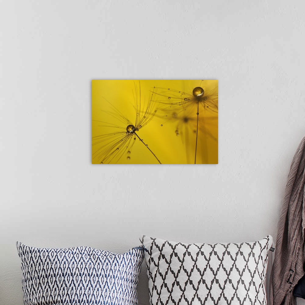 A bohemian room featuring A macro photograph of a water droplet sitting atop a seed head against a yellow background.