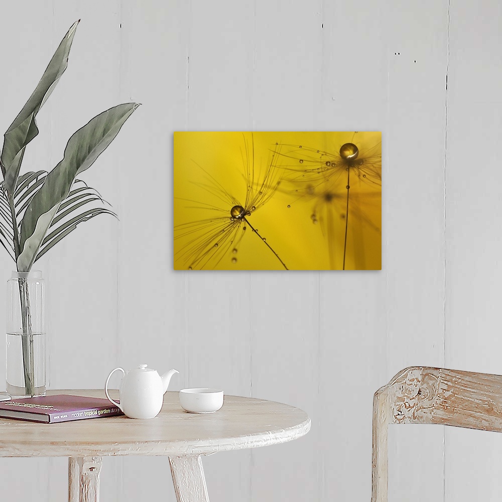 A farmhouse room featuring A macro photograph of a water droplet sitting atop a seed head against a yellow background.