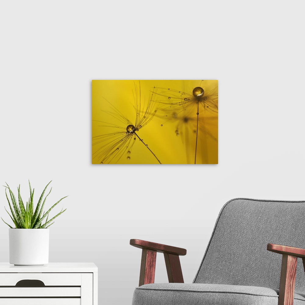 A modern room featuring A macro photograph of a water droplet sitting atop a seed head against a yellow background.