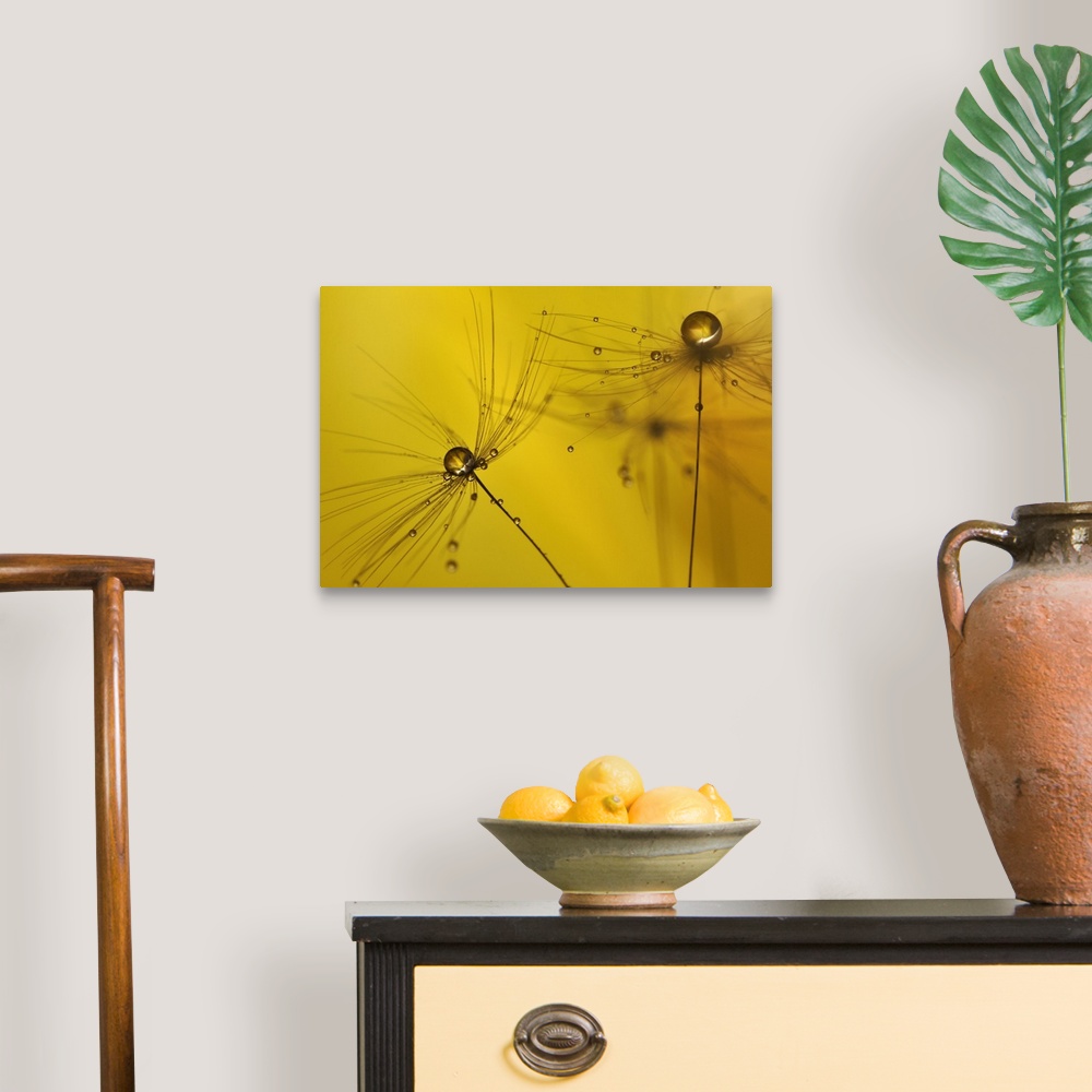 A traditional room featuring A macro photograph of a water droplet sitting atop a seed head against a yellow background.