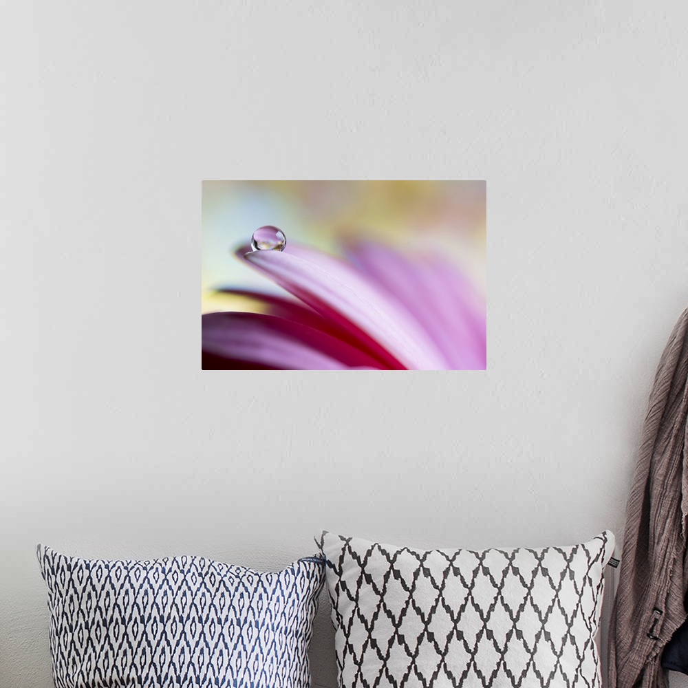 A bohemian room featuring A macro photograph of a pink flower with a water droplet on the end of a petal.