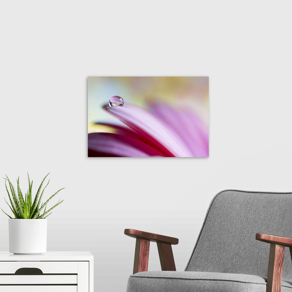 A modern room featuring A macro photograph of a pink flower with a water droplet on the end of a petal.
