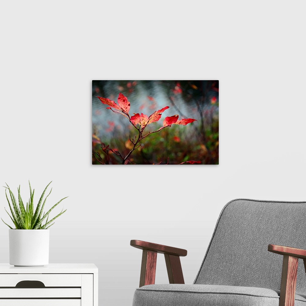 A modern room featuring A close photograph taken of red leaves still on the branch with other branches and water in the b...