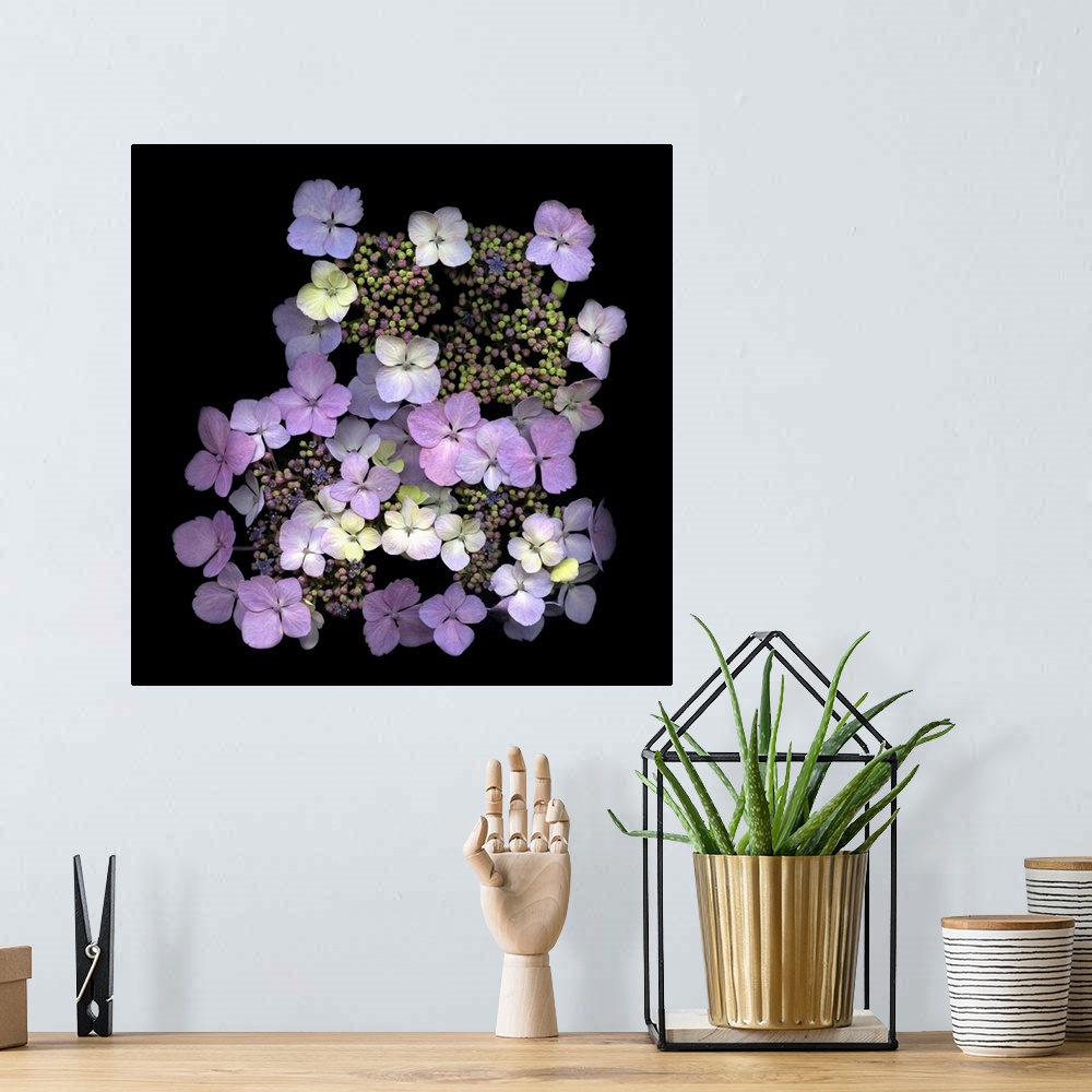 A bohemian room featuring Small cluster of lavender hydrangeas on black.