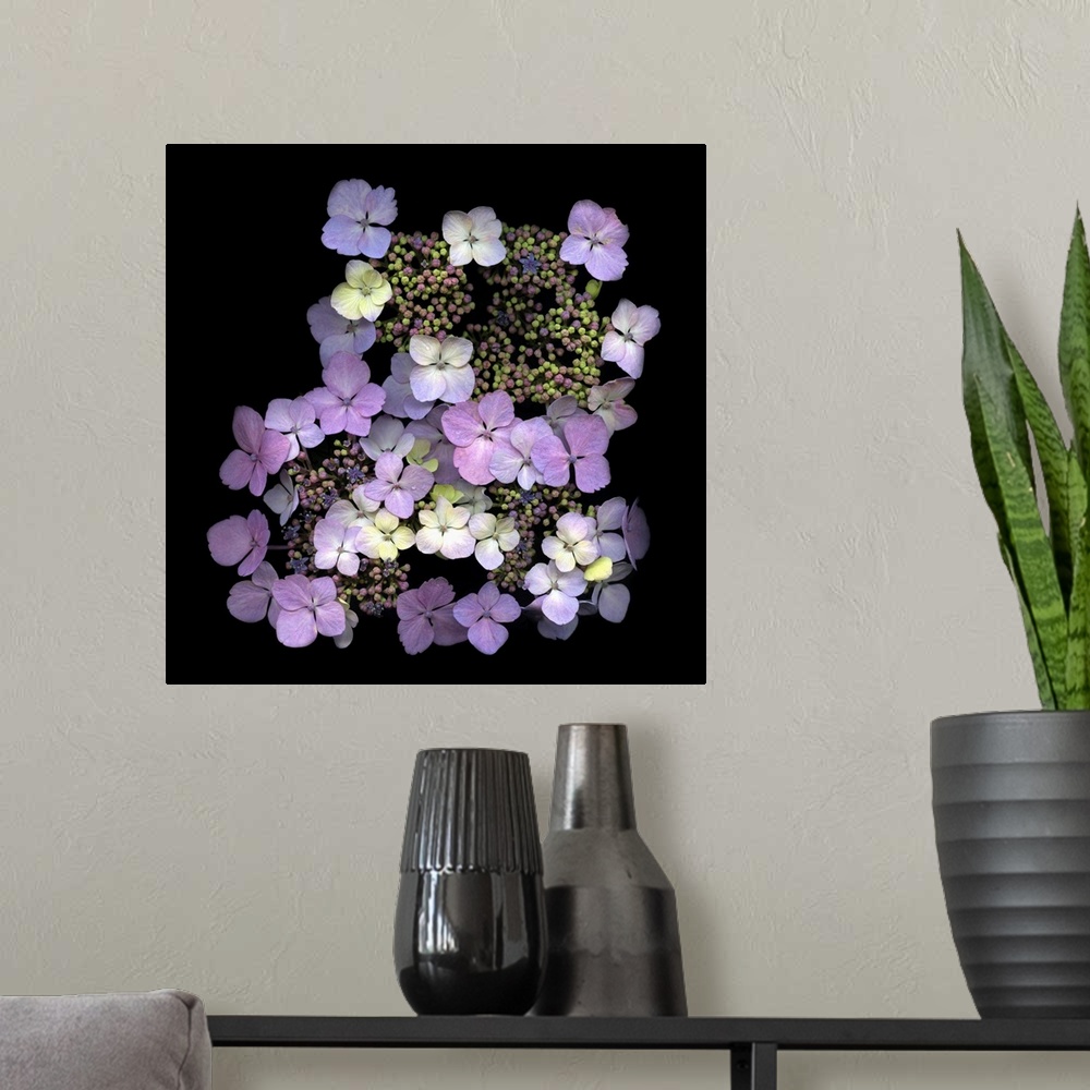 A modern room featuring Small cluster of lavender hydrangeas on black.
