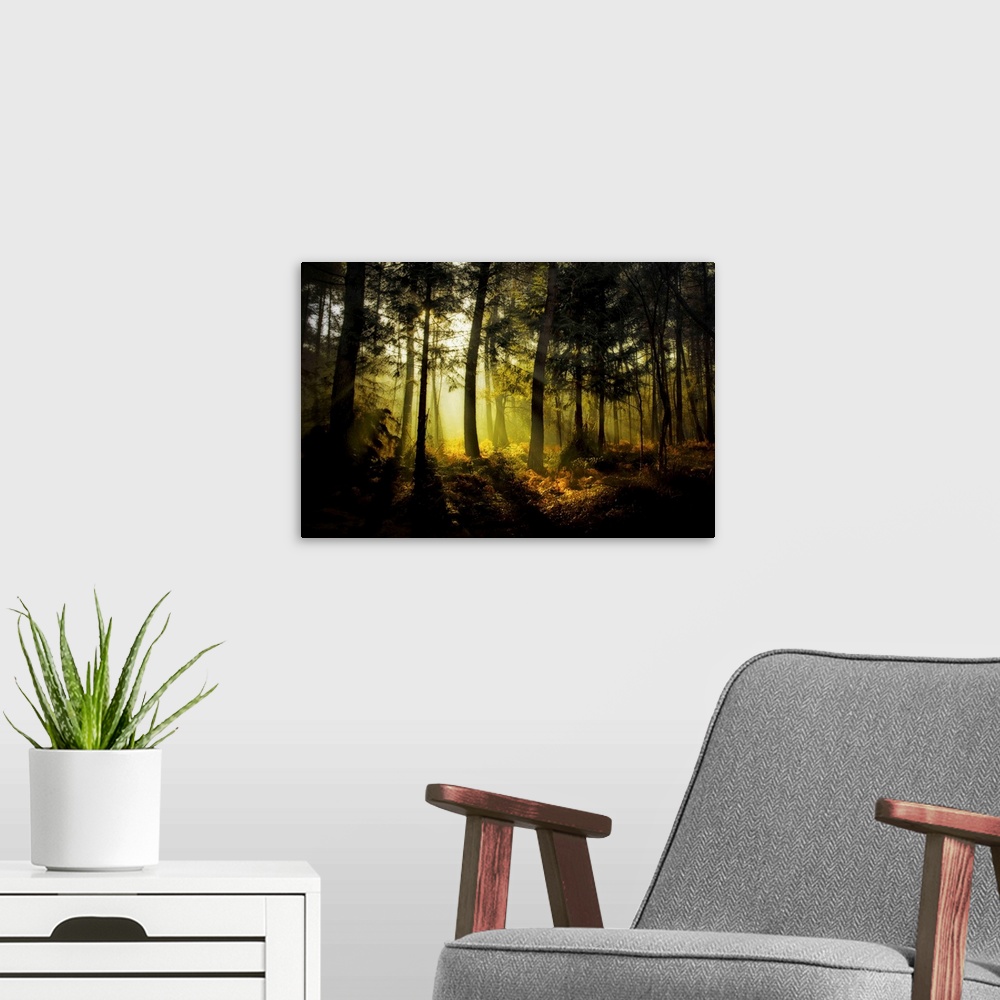 A modern room featuring Sunrise in the Broceliande forest with ray of lights among the trees, France, Brittany.