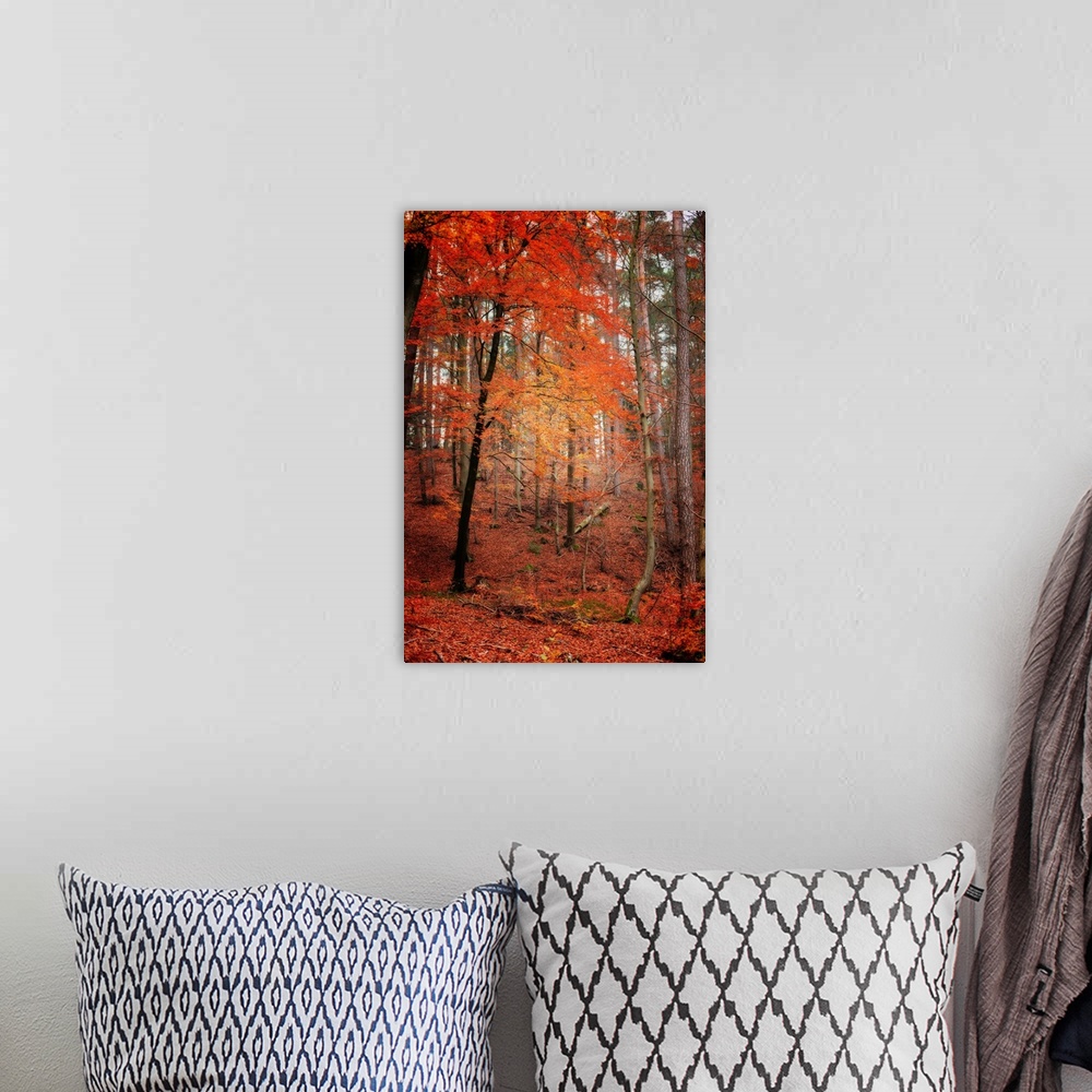 A bohemian room featuring A red tree in a forest in autumn