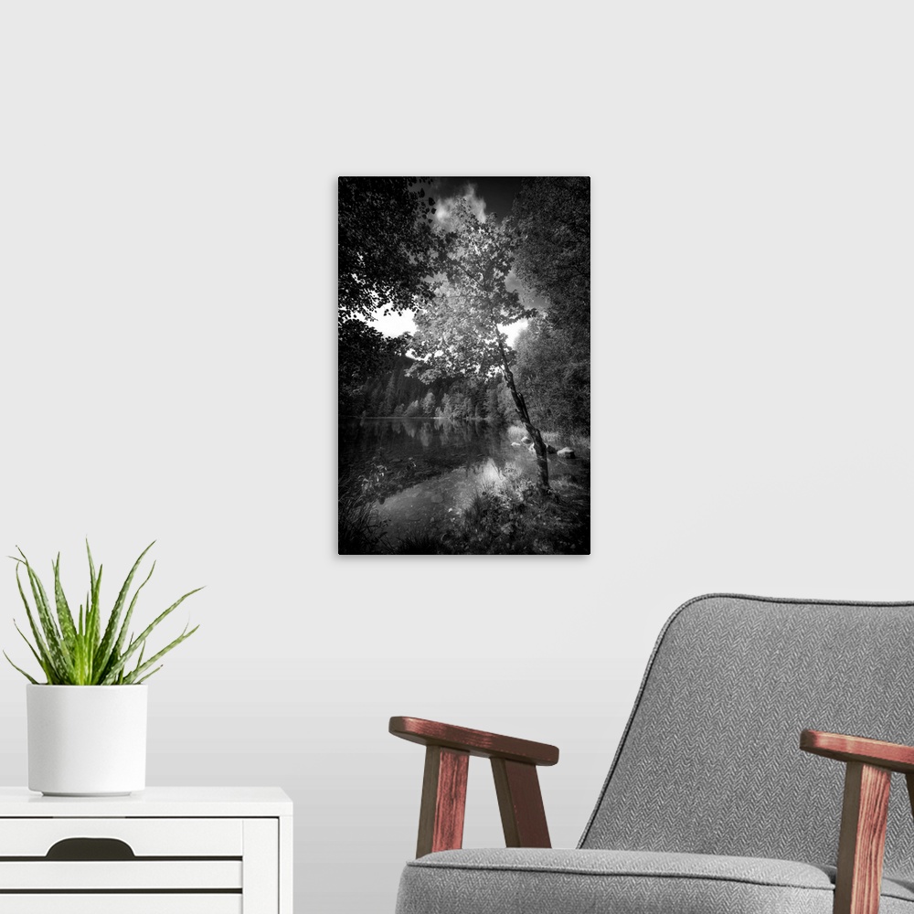 A modern room featuring Black and white photograph of a small lake in a forest, concentrating on a single tree along the ...