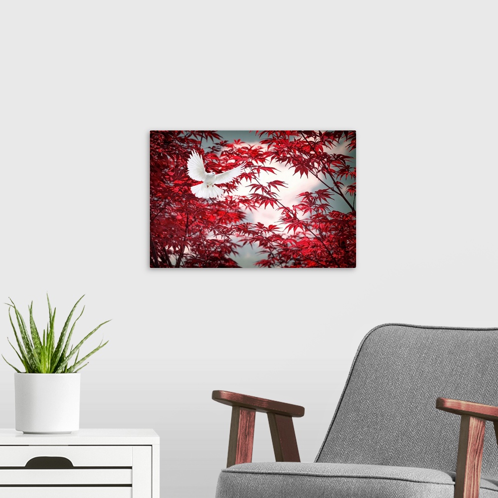 A modern room featuring Photograph of a white dove in flight with a red Japanese maple behind.
