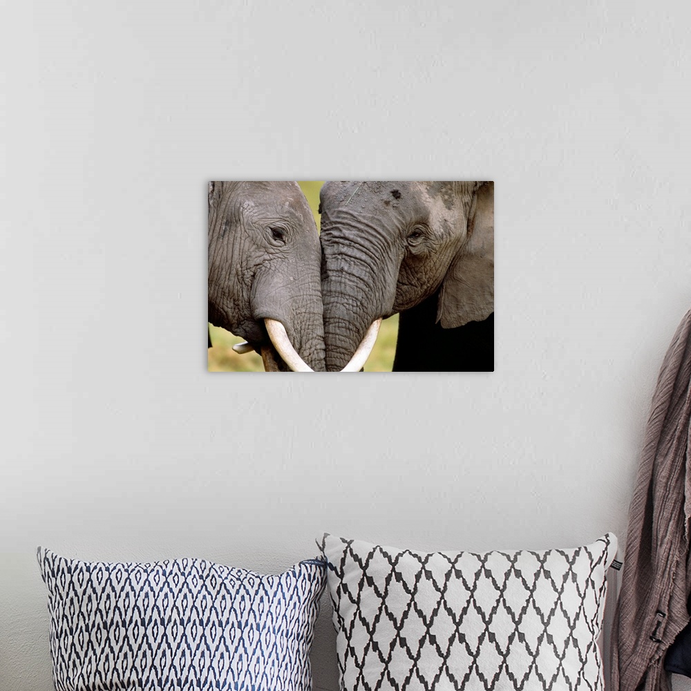 A bohemian room featuring African elephants socializing, Amboseli National Park, Kenya