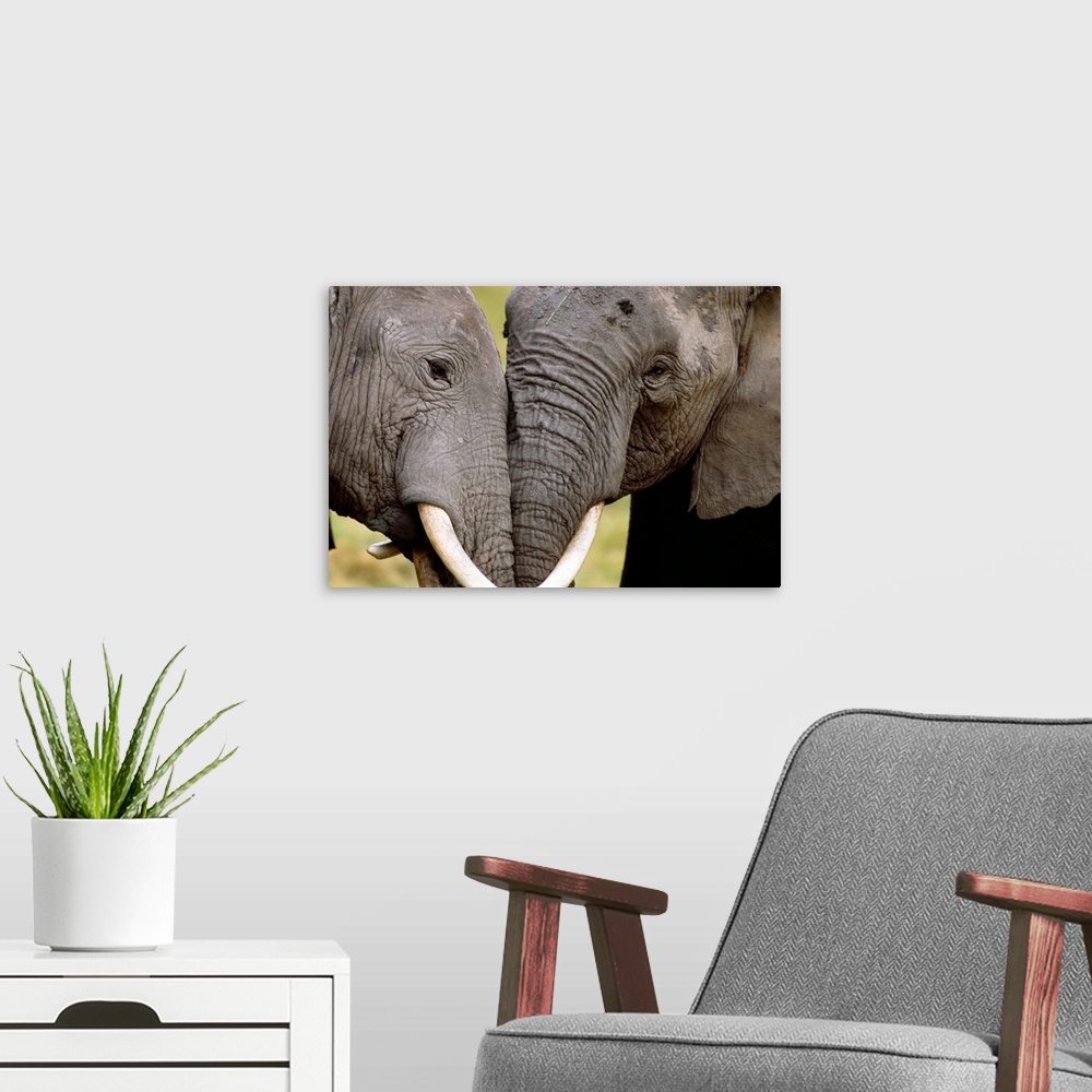 A modern room featuring African elephants socializing, Amboseli National Park, Kenya