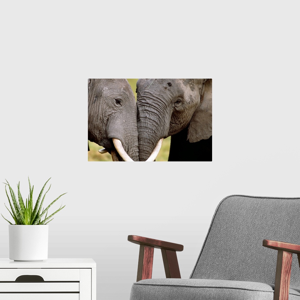 A modern room featuring African elephants socializing, Amboseli National Park, Kenya