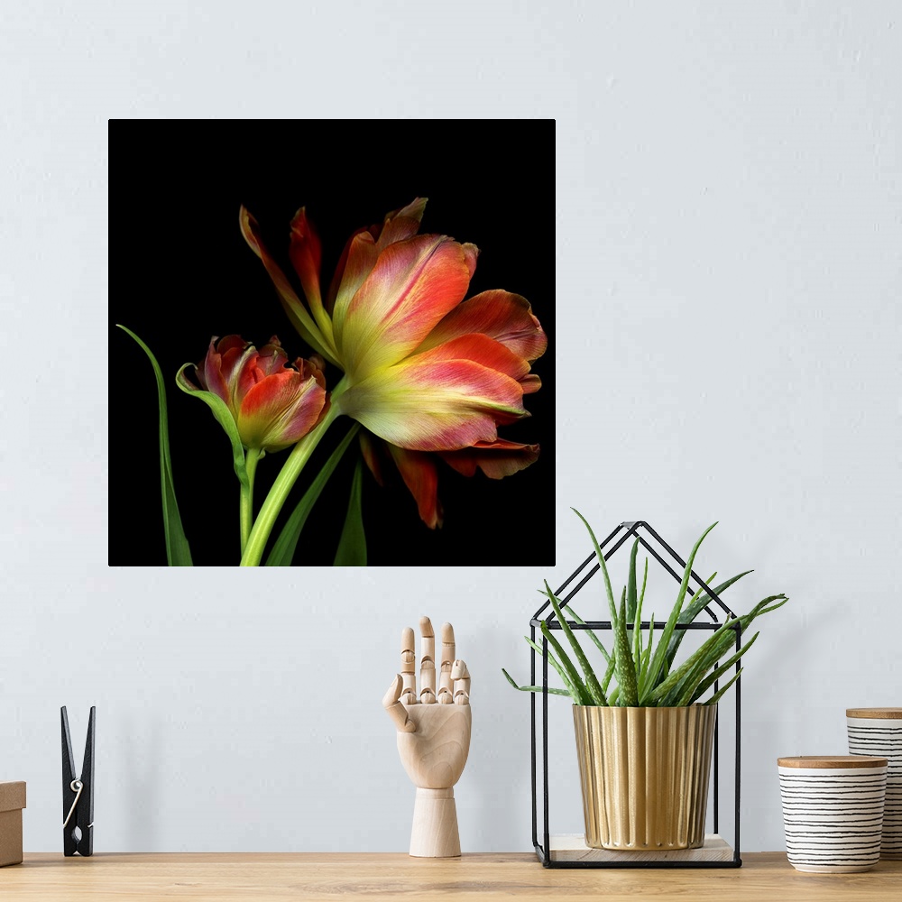 A bohemian room featuring Two double tulips against a black background.