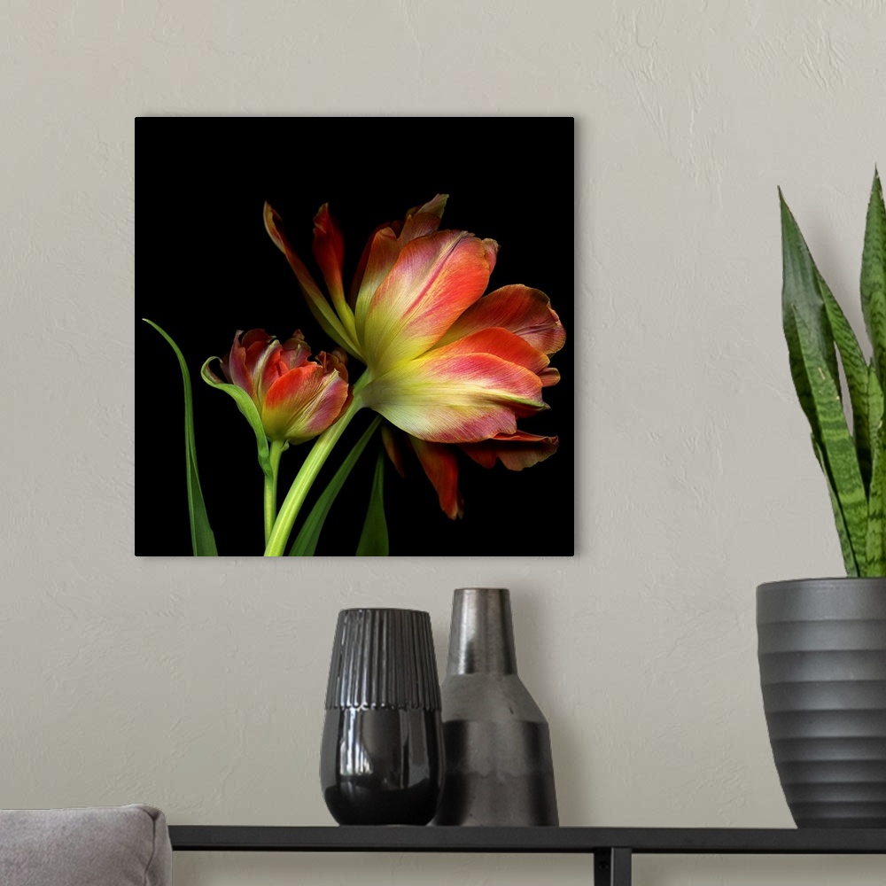 A modern room featuring Two double tulips against a black background.