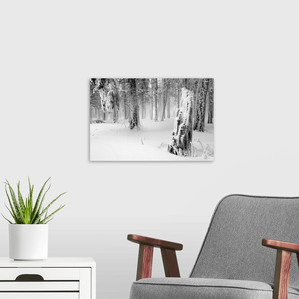 A modern room featuring Fine art photo of a forest in winter under a fresh snowfall.