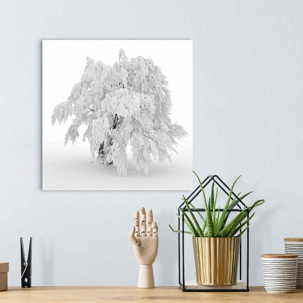 A bohemian room featuring A frozen tree under the snow