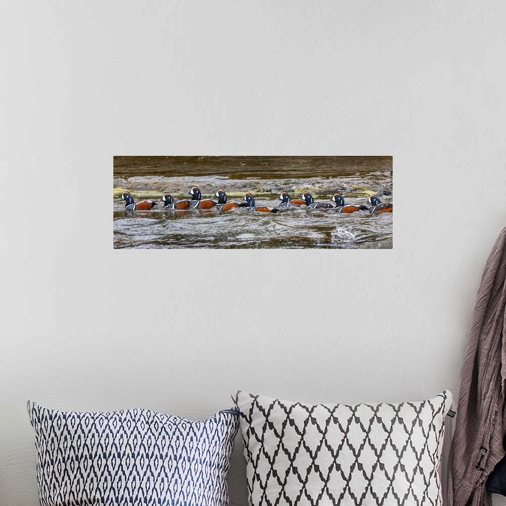 A bohemian room featuring A flock of Harlequin Ducks in a row on the water in Iceland.