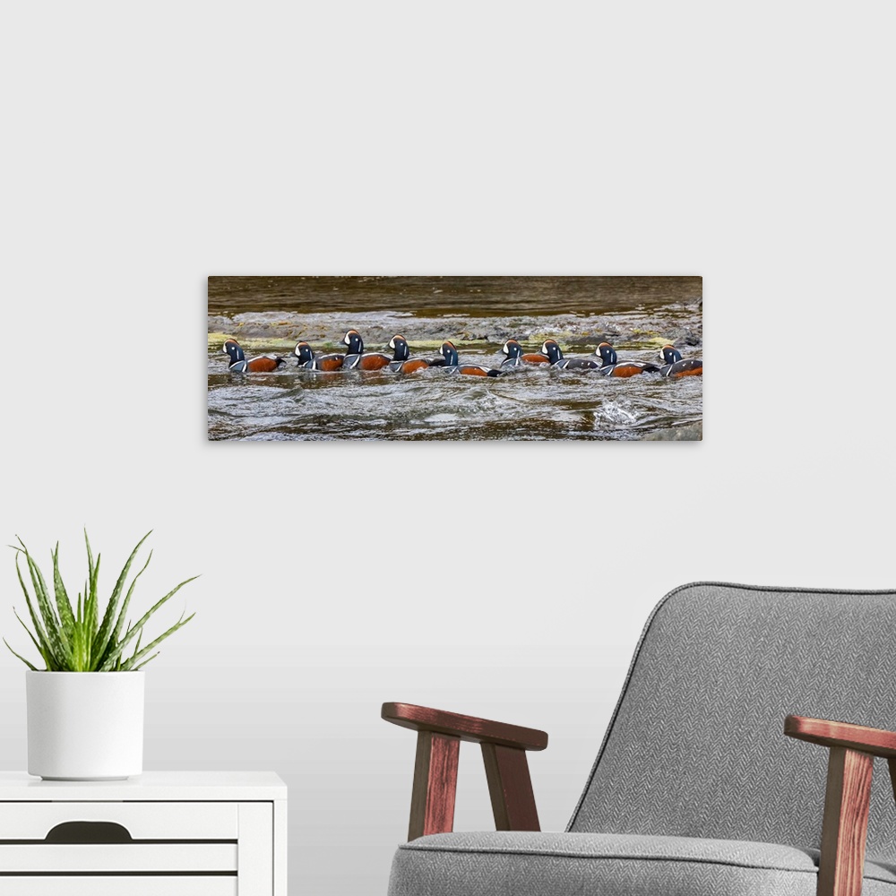 A modern room featuring A flock of Harlequin Ducks in a row on the water in Iceland.
