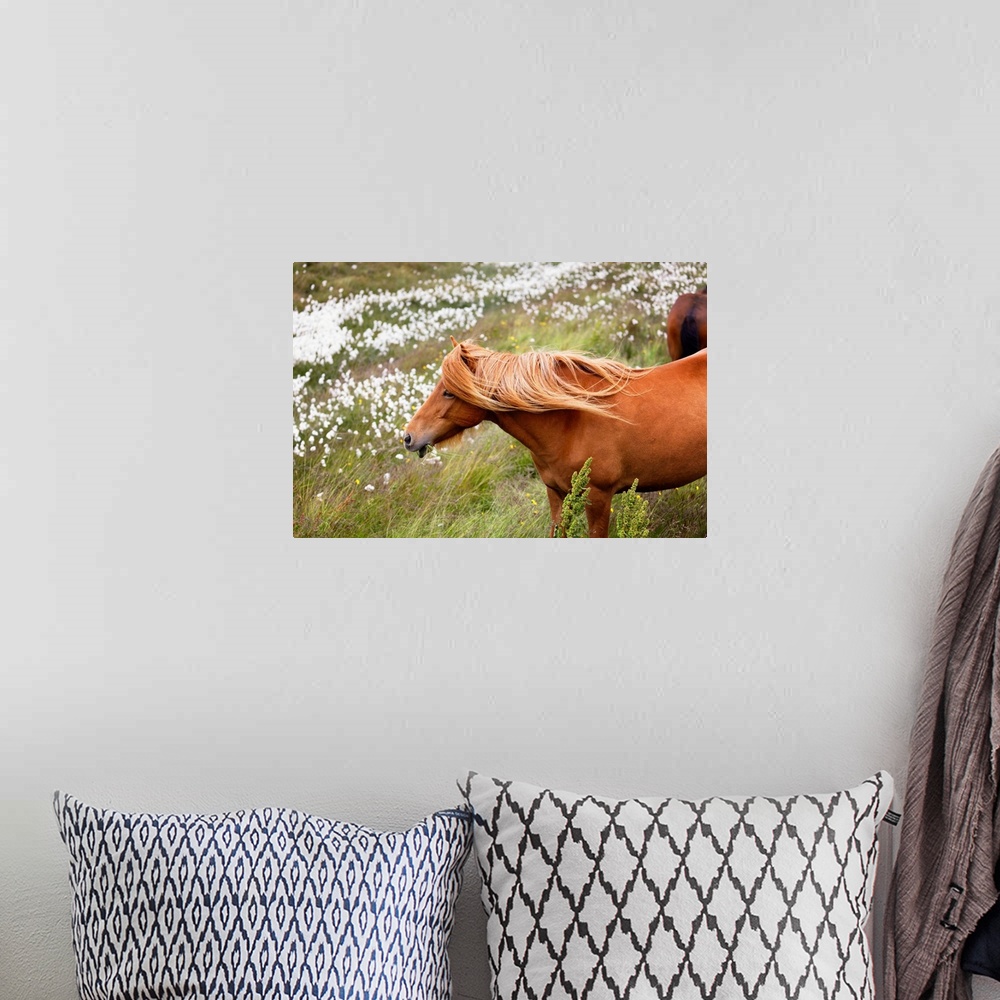 A bohemian room featuring Close-Up View of an Icelandic Horse Grazing in a Meadow with Wildflowers, Iceland