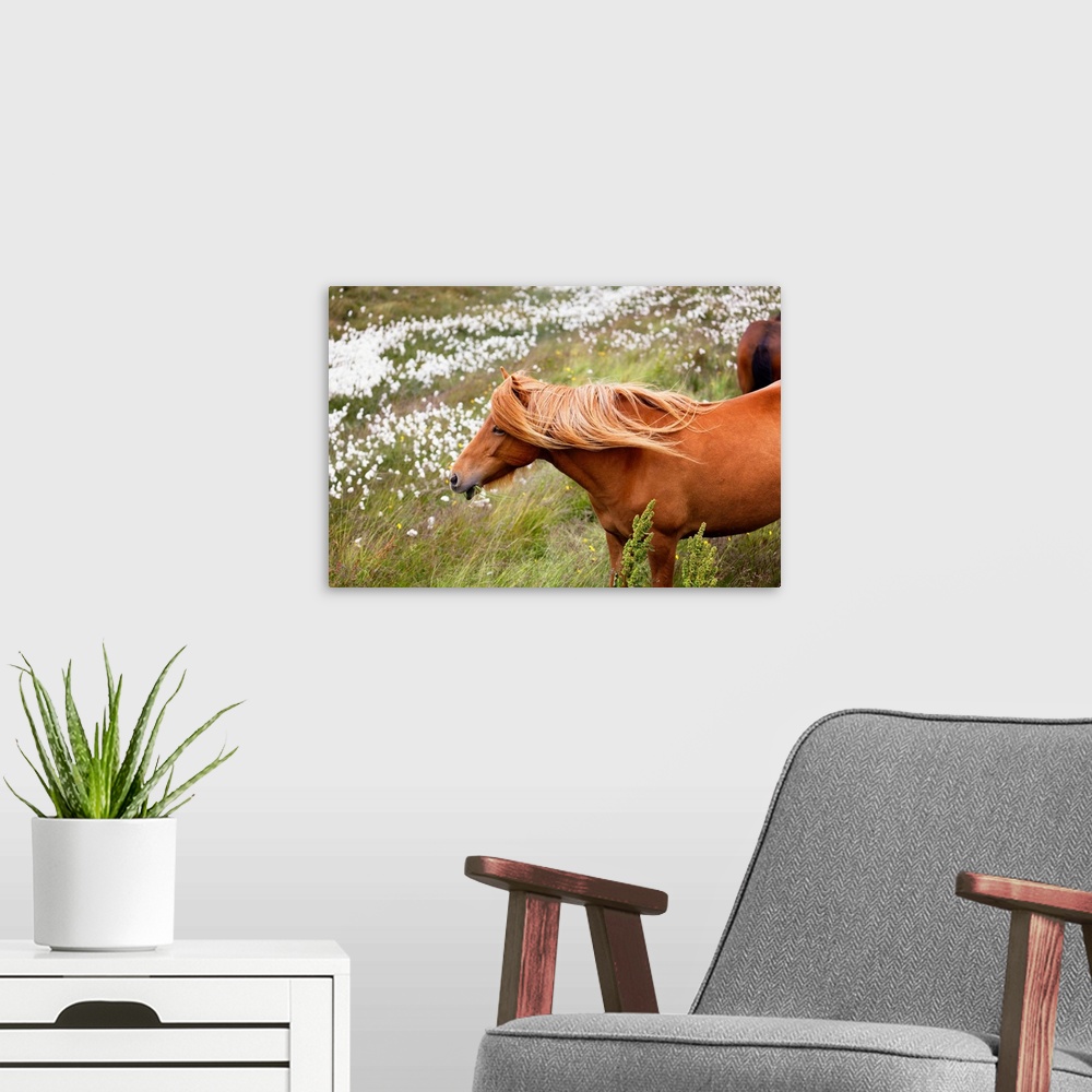 A modern room featuring Close-Up View of an Icelandic Horse Grazing in a Meadow with Wildflowers, Iceland