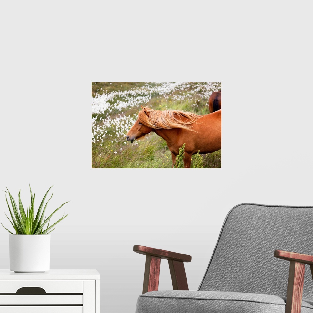 A modern room featuring Close-Up View of an Icelandic Horse Grazing in a Meadow with Wildflowers, Iceland