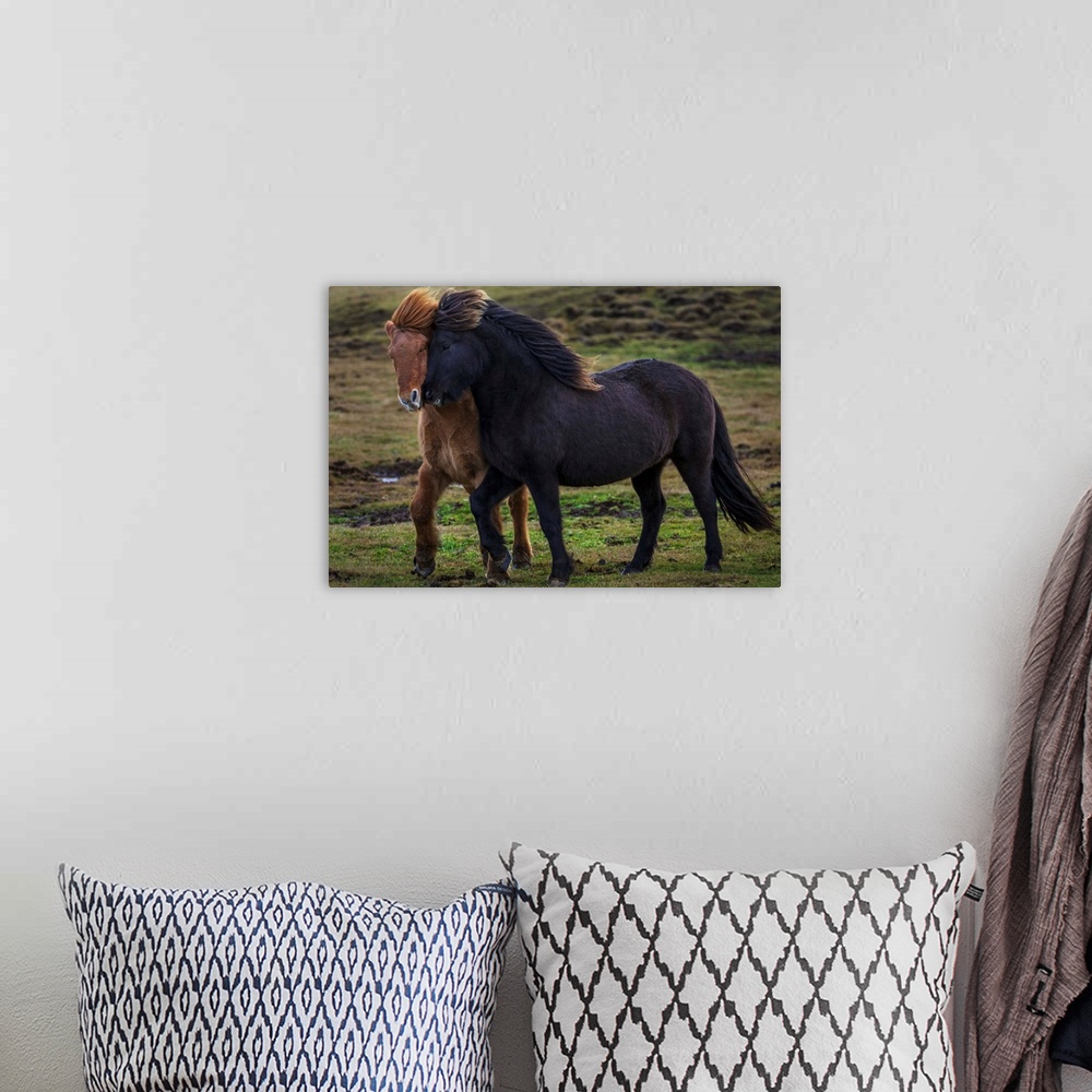 A bohemian room featuring Two wild horses trot together in Iceland. Their thick coats protect them from the freezing temper...