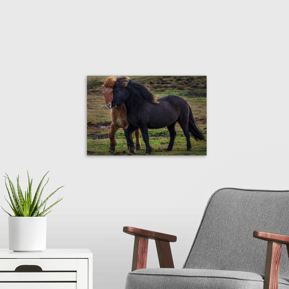 A modern room featuring Two wild horses trot together in Iceland. Their thick coats protect them from the freezing temper...