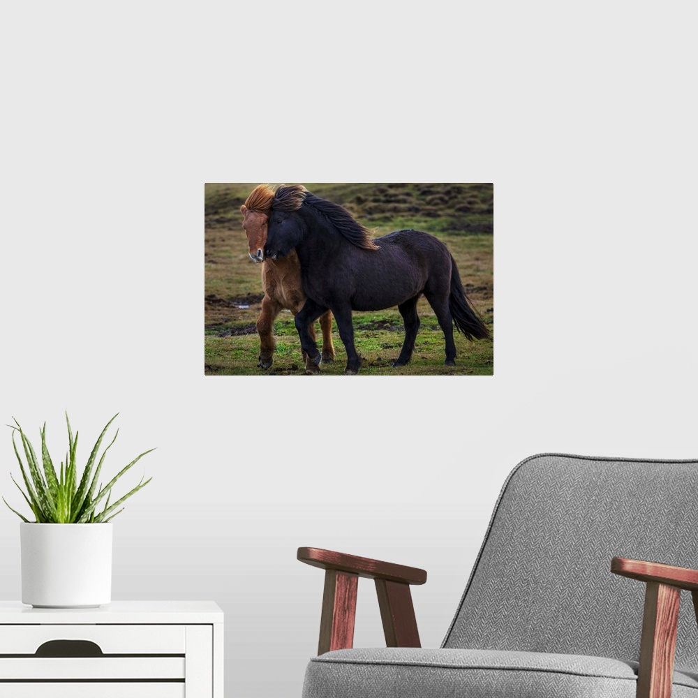 A modern room featuring Two wild horses trot together in Iceland. Their thick coats protect them from the freezing temper...