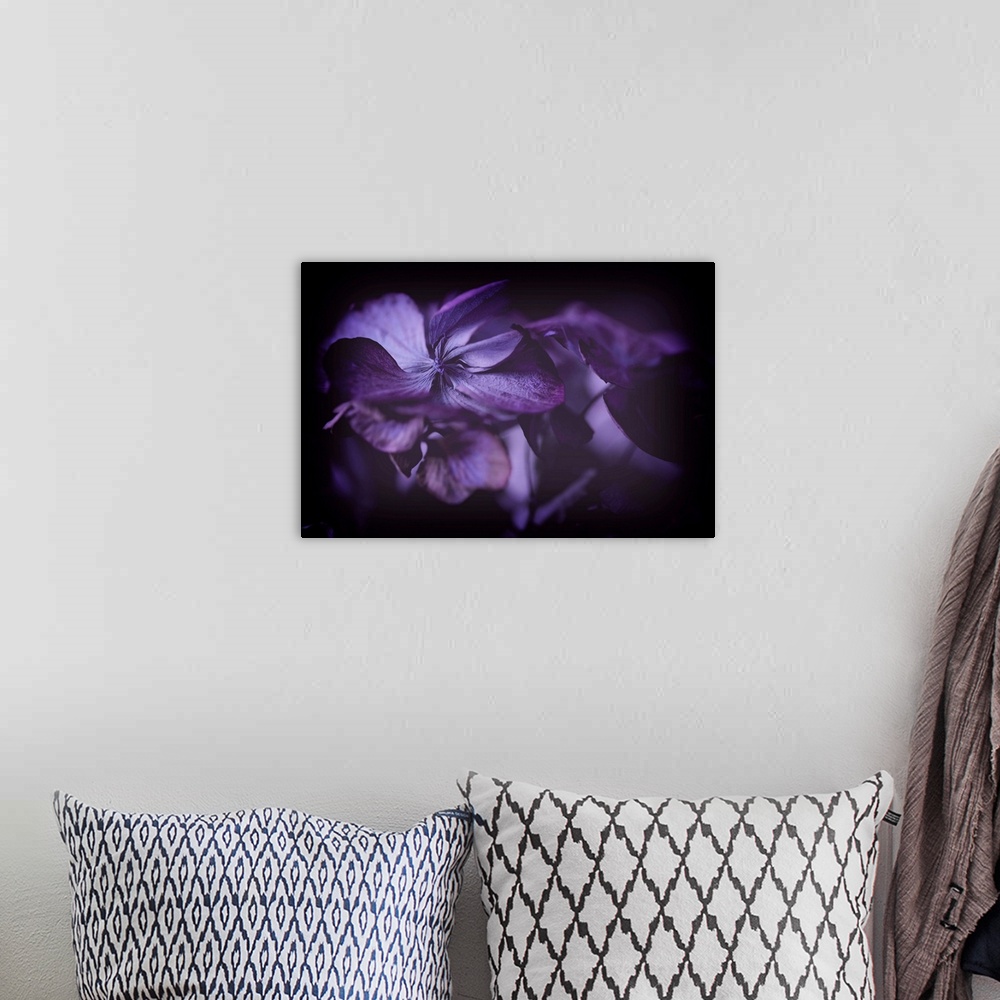 A bohemian room featuring Close up of purple hydrangeas against black background