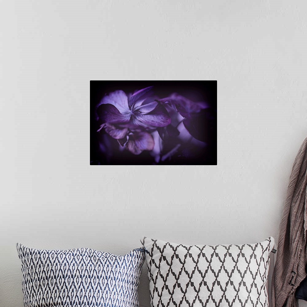 A bohemian room featuring Close up of purple hydrangeas against black background