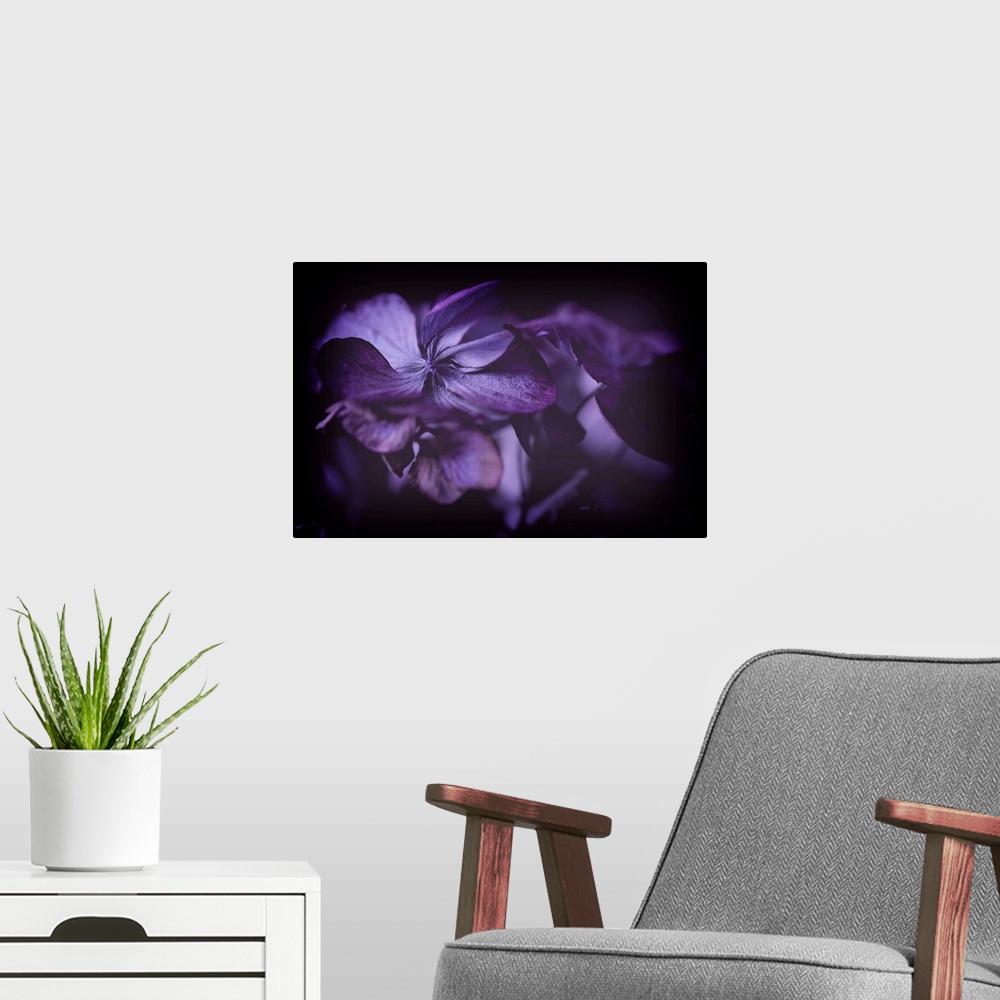 A modern room featuring Close up of purple hydrangeas against black background
