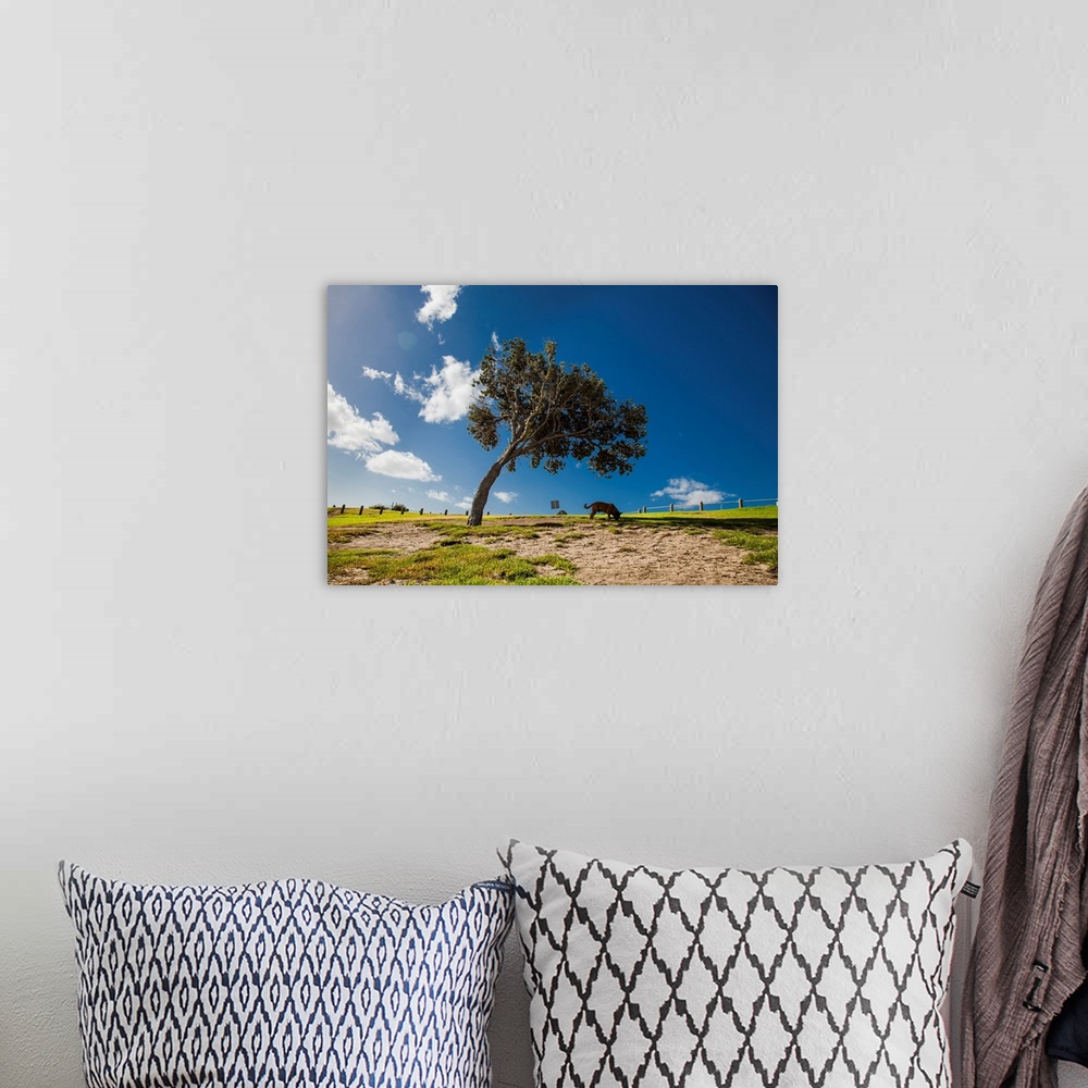 A bohemian room featuring A photo of a freestanding tree against a sunny blue sky with a dog sniffing the ground underneath.
