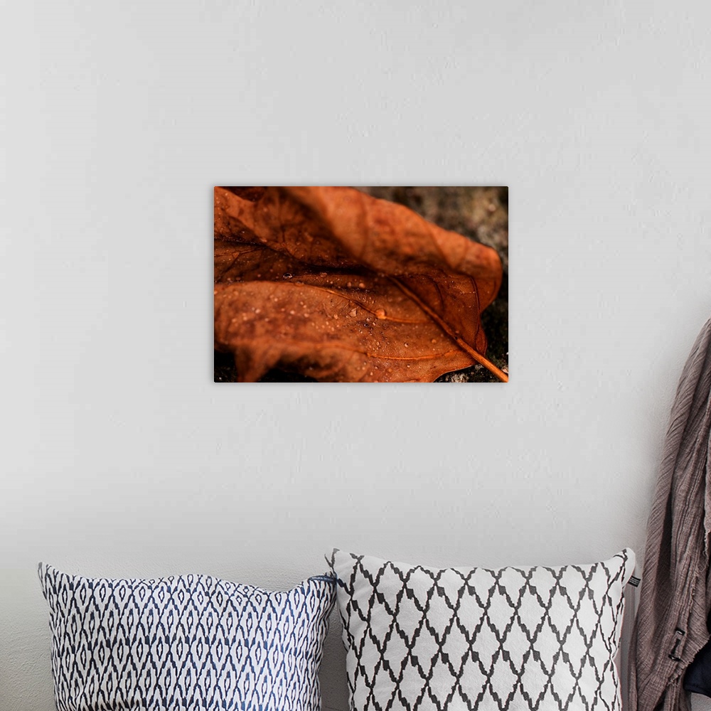 A bohemian room featuring Fine art photo of a leaf with dew drops in the creases, close up.
