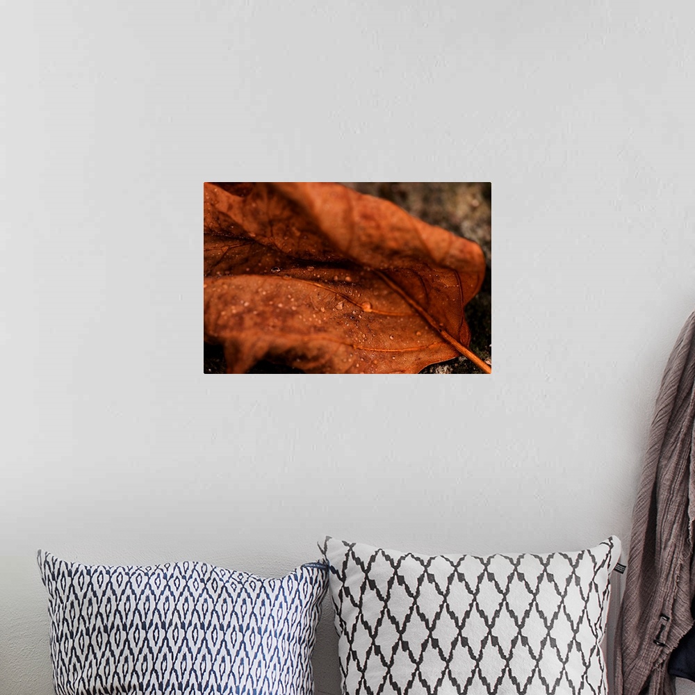 A bohemian room featuring Fine art photo of a leaf with dew drops in the creases, close up.