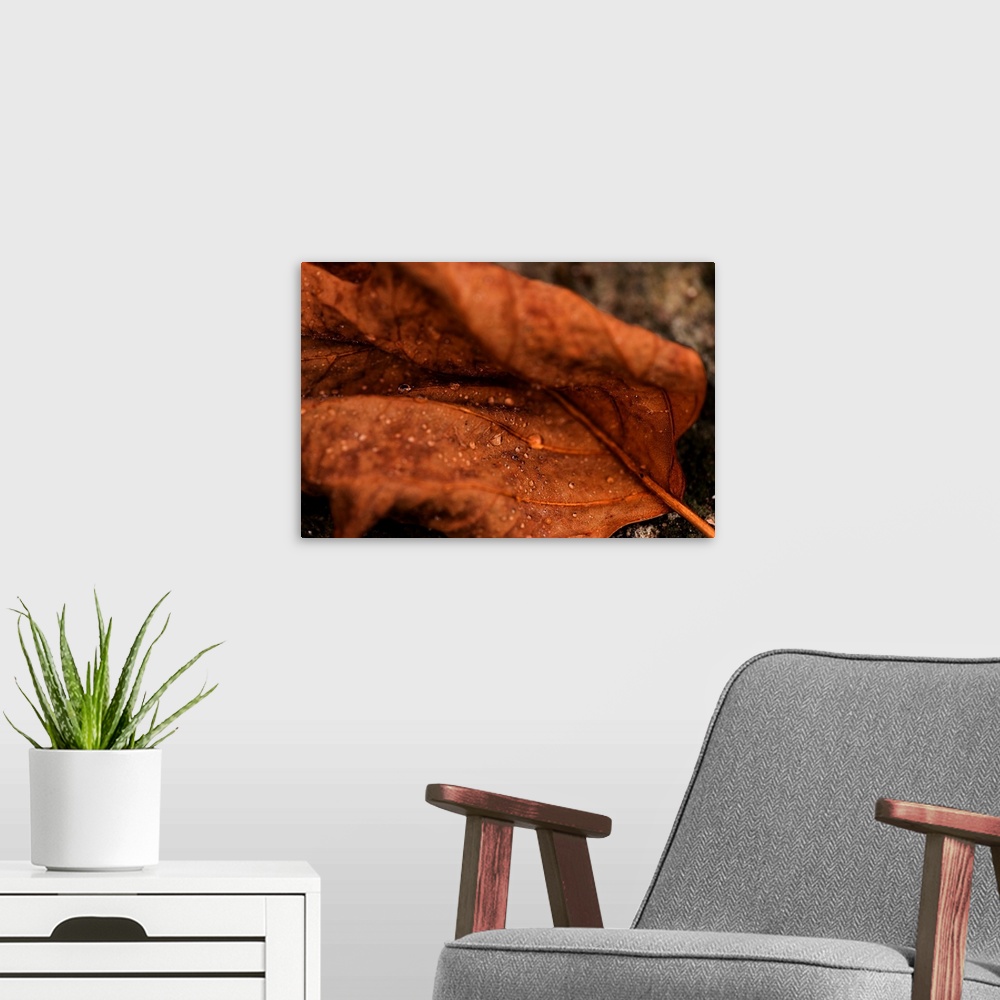 A modern room featuring Fine art photo of a leaf with dew drops in the creases, close up.