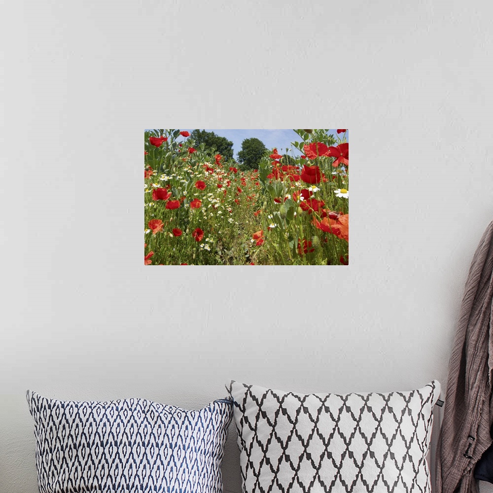 A bohemian room featuring In among the poppies and daisies